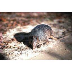 Animal Essences Armadilla (gordeldier) 30ml