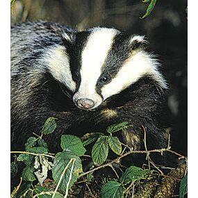 Animal Essences Badger (das) 30ml