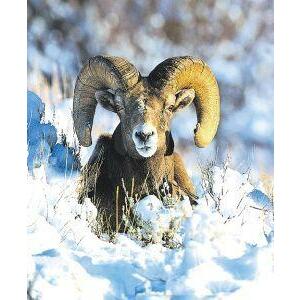 Animal Essences Bighorn sheep (schaap) 30ml