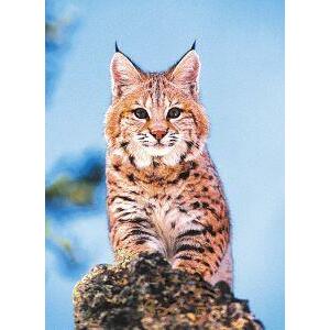 Animal Essences Bobcat (Amerikaanse lynx) 30ml