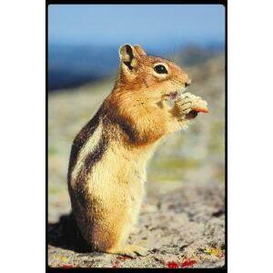 Animal Essences Chipmunk (gestreepte eekhoorn) 30ml