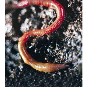 Animal Essences Earthworm (aardworm) 30ml