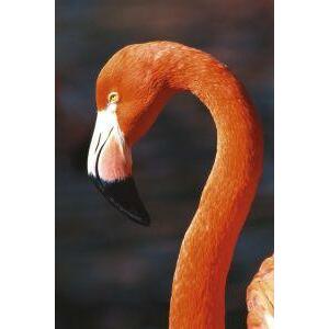 Animal Essences Flamingo 30ml