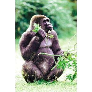 Animal Essences Gorilla 30ml