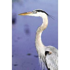 Animal Essences Great blue heron (Amerikaanse blauwe reiger) 30ml