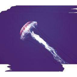 Animal Essences Jellyfish (kwal) 30ml