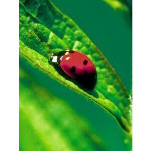 Animal Essences Ladybug (lieveheersbeestje) 30ml