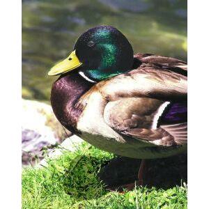 Animal Essences Mallard (wilde eend) 30ml