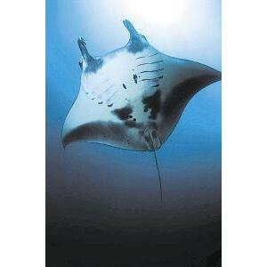 Animal Essences Manta ray (reuzenmanta) 30ml