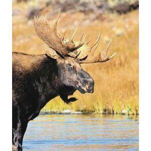 Animal Essences Moose (eland) 30ml