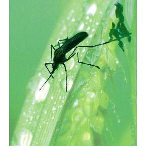 Animal Essences Mosquito (mug) 30ml