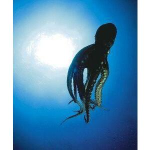 Animal Essences Octopus 30ml