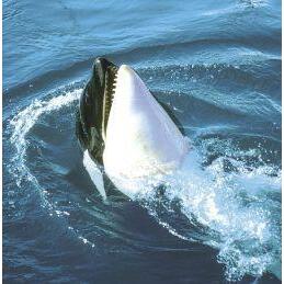 Animal Essences Orca 30ml