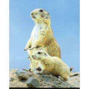Animal Essences Prairie dog (prairiehond) 30ml