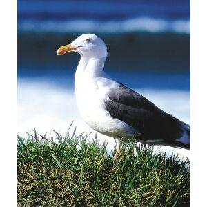 Animal Essences Seagull (zeemeeuw) 30ml