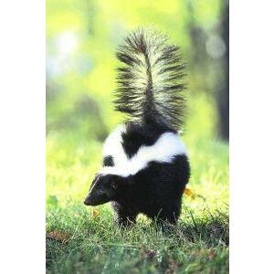 Animal Essences Skunk (stinkdier) 30ml