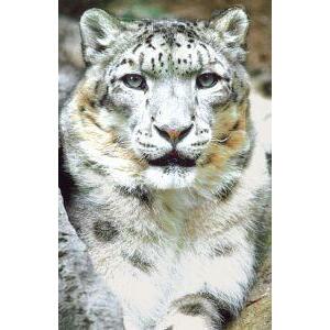 Animal Essences Snow leopard (sneeuwluipaard) 30ml