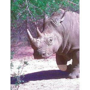Animal Essences White rhinoceros (witte neushoorn) 30ml