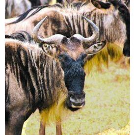 Animal Essences Wildebeest 30ml
