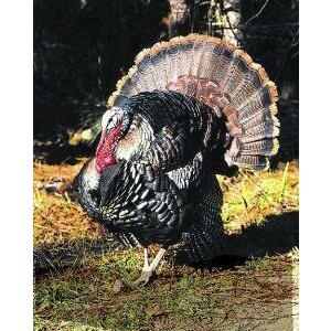 Animal Essences Wild turkey (kalkoen) 30ml