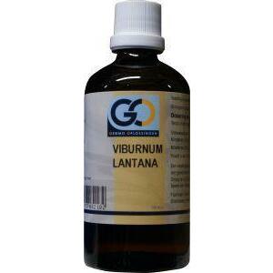 GO Viburnum lantana bio 100ml
